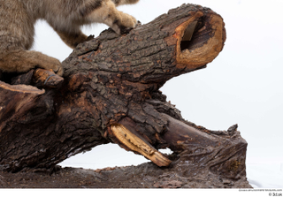 Wildcat Felis silvestris leg wood 0006.jpg
